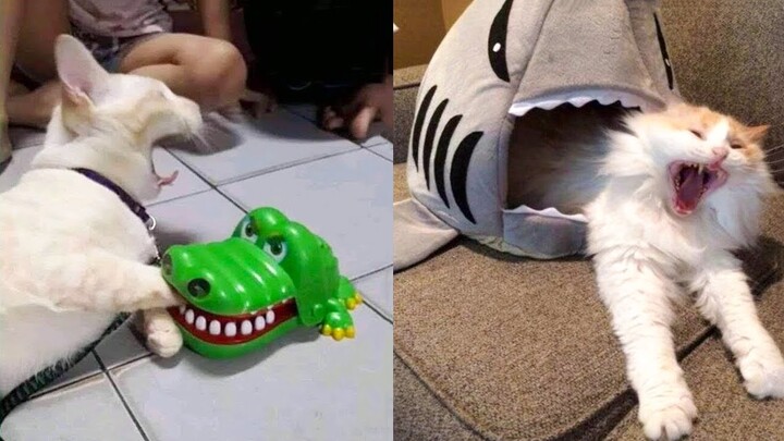 Funniest Dogs And Cats - Best Of The 2022 Funny Animal Videos #18 - Bilibili Funniest Dogs And Cats - Best Of The 2022 Funny Animal Videos #18 - Bilibili