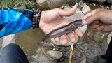 ASYIKYNA... Mancing Ikan Channa Limbata Di Pinggiran Sungai