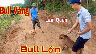 PittBull Thợ Săn Số 1 Việt Nam Gặp Đàn Em Pittbull Vàng Và Bữa Ăn Đầu Tiên Tại Nhà ToànQN