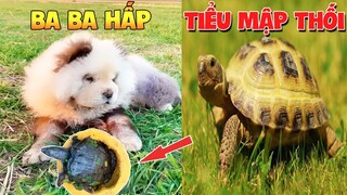 Thú Cưng Vlog | Chíp Tiểu Mập Thối Ham Ăn #1 | Chó thông minh đáng yêu | Funny smart dog pets