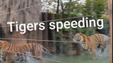 Water can't even hold on to a speeding tiger !