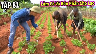 (Tập 81) Nông Nghiệp VIỆT NAM ở CHÂU PHI || Hưỡng Dẫn Người Dân CHÂU PHI Làm Cỏ Và Bón Phân Cho Lạc