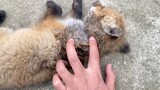 Bathing the Little Fox after Her Fight with the Puppy