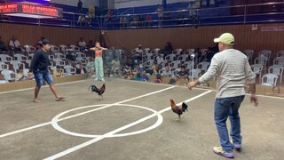 10 stag derby figba-bakbakan Semi finals. 5th fight win. DinkFair sweater