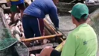 Amazing fish harvest 4tons in laguna lake