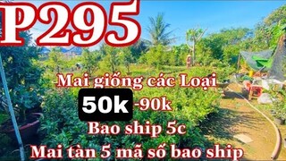 Mai vàng chơi tết p295 | 0353832312 Nhi | mai giốc các loại giá 50k-  báo mã số 15c mai chơi tết