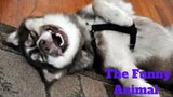 💥The Funny Animal Viral Weekly😂💥of 2020 | Funny Animal Videos💥👌