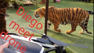 Getting a tiger to accept a drone !