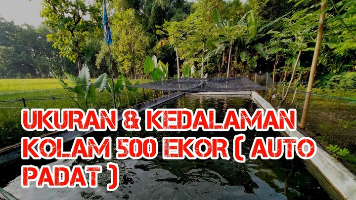 UKURAN DAN KEDALAMAN KOLAM IKAN GURAME 500 EKOR -  BUDIDAYA IKAN GURAME
