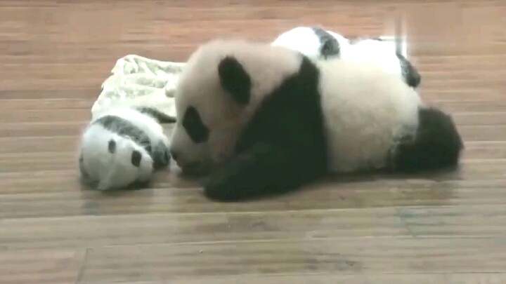 Bayi panda melihat bayi panda lain yang lebih kecil, ingin menciumnya!