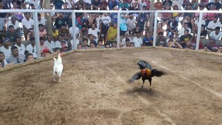 4stag derby Ipilan brookes palawan