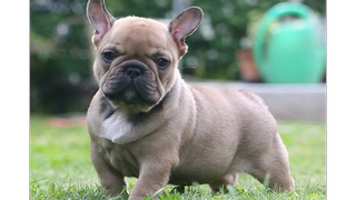 French Bulldog Talking - การรวบรวมวิดีโอ French Bulldog ตลก ๆ