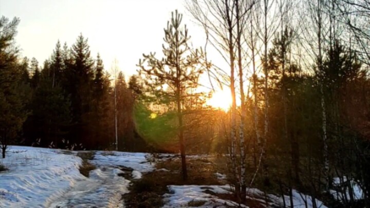 Sunset in the forest. Beautiful nature, spring in Russia