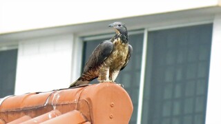 Migratory ORIENTAL HONEY BUZZARD Dark Morph (Orientalis), Singapore