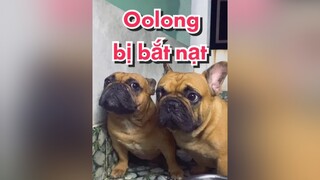 Ôlong bị anh hai Koi bắt nạt koioi frenchie bullphap pet thucung frenchbulldog ONhaGiaiTri