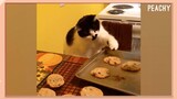 This Cooking Stealing Cat Will Make Your Day!  😹🍪 | Funny Fails | The Peachy Show Ep. 4