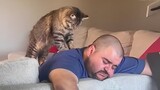 Funny Cat and Human That Will Change Your Mood For Good