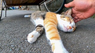 Encounter stray cats on the street