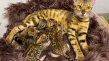 Kucing macan tutul mahal kini telah melahirkan 5 anak kucing.
