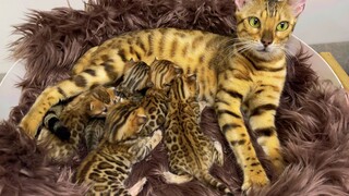 10多万买的豹猫，如今生了5只小猫，我是不是要发财了？