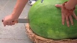semangka raksasa😱😱