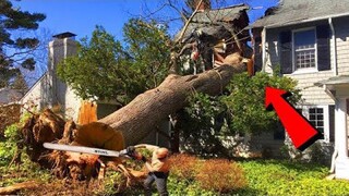TOP Tree Cutting Fails Compilation & Idiots With Chainsaw! Idiots with Dangerous skills
