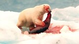 Hungry Polar Bear Ambushes Seal.