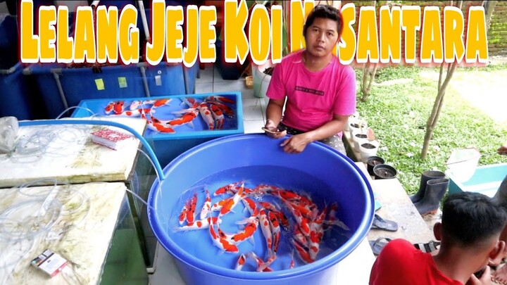 Ikan koi super merah strong akan di lelang - jeje koi nusantara