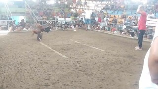 1fight 2cock ulutan in camalig win mayahin