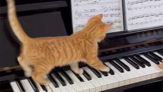 Kucing butuh lagu tamparan