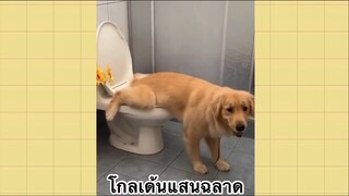 เพื่อนตัวน้อย สัตว์เลี้ยงแสนซน : โกลเด้นแสนฉลาด