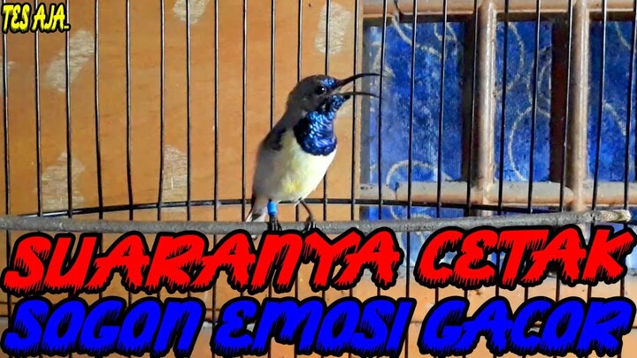 Pancingan Cetak Sogon Agar Bunyi Menjadi Gacor...!!!