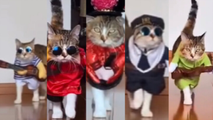 Cat On The Catwalk
