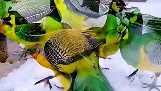 green apples turned into birds