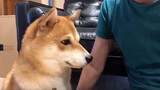 【Animal Circle】Narcissistic Shiba gets mad when told it isn't cute