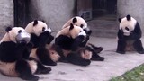 大熊猫聚众醉奶，最后几秒钟场面控制不住了……