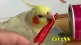 The Cockatiel Fighting with its Owner just for Potato Chips 