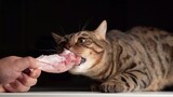 Mèo|Mèo con bảo vệ đồ ăn