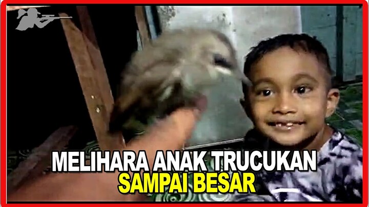 MERAWAT ANAK BURUNG TRUCUKAN ~ ANAK BURUNG TRUCUKAN JINAK
