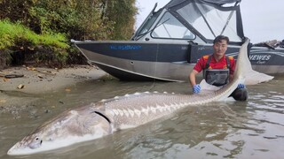 Catch a Huge Sturgeon Of Over 3 m on His Own