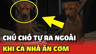 Chú Chó Cỏ thông minh tự ra ngoài sân ngồi khi cả nhà ăn cơm 🥰 | Yêu Lu