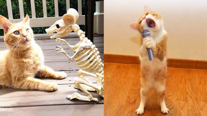 Try Not To Laugh or Grin While Watching Cute Animals Compilation #54 - Bilibili Try Not To Laugh or Grin While Watching Cute Animals Compilation #54 - Bilibili