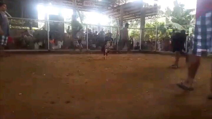 24M Grey  Patrick Antonio on the Moves 🙈 Sabong #excellence #sabong #passion natin to