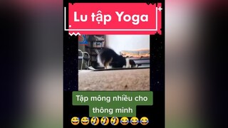 giaitri chócute chómèohàihước Lu tập Yoga