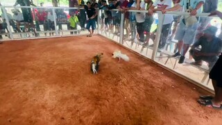 Bulik nagbabalik 3x kana manokis 🐓😅Vs Sinabalang