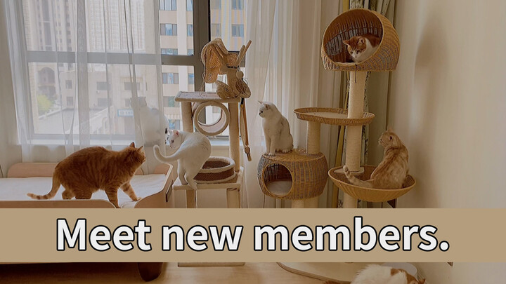 [Động vật] Khi mèo gặp thành viên mới, quay cảnh 7 chú mèo cùng lúc
