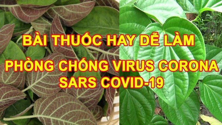 BÀI THUỐC Phòng Chống D.i.ch Virus Coro-na Sa-rs Co-vid-19 Đơn Giản Từ Lá Trầu Và Lá Mơ - MONNGONTV