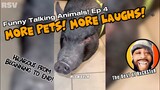 Best of RxCKSTxR Funny Talking Animal Voiceovers Compilation #4