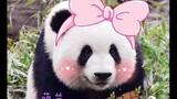 大熊猫萌兰  可爱到无法用言语来形容的我们的么么儿