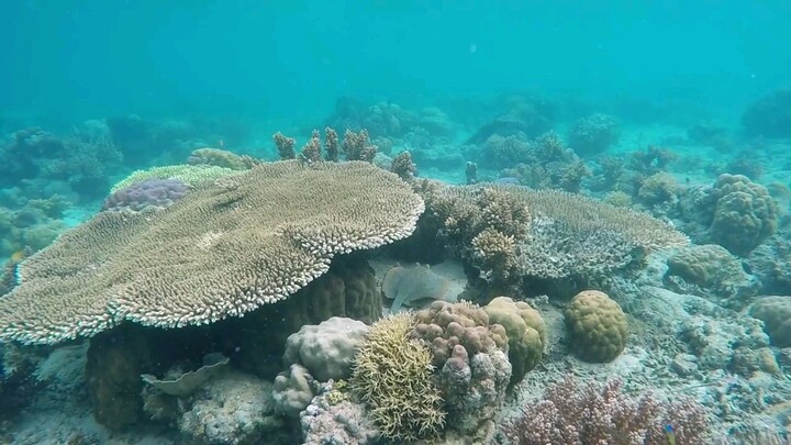 coral reef calm yourself